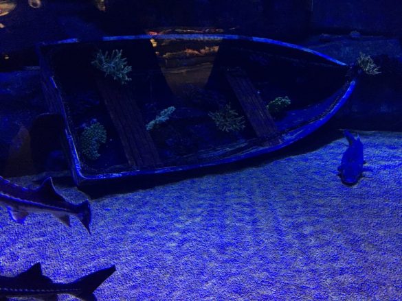 Antalya Akvaryumu Aquarium Balık