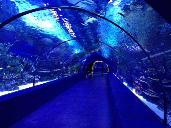 Antalya Konyaaltı Akvaryumu Aquarium