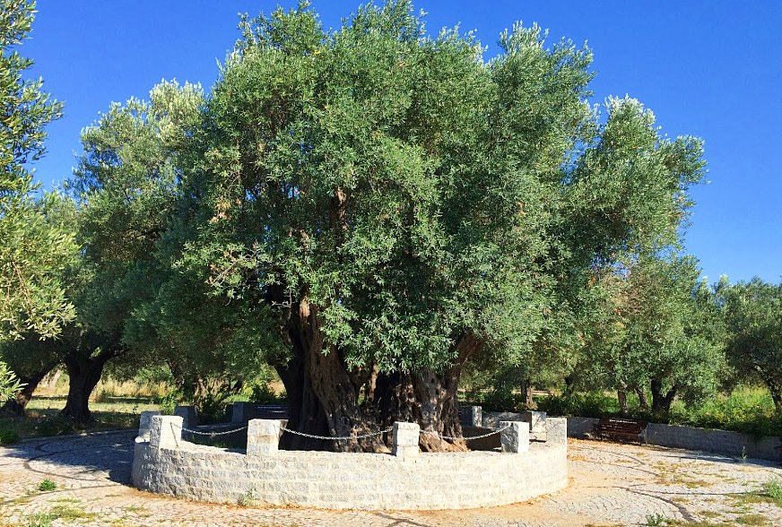 Anıt Ağaç (Anıt Zeytin Ağacı)