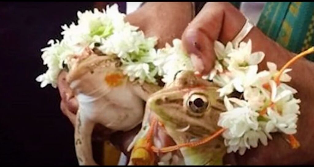 Kurbağaların Evlendirilmesi