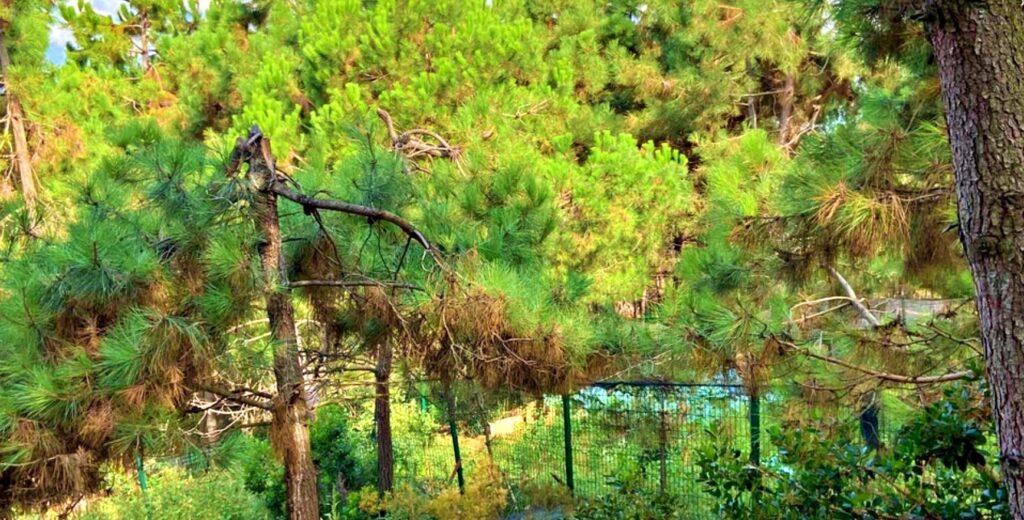 Trabzon Park Mesiresi